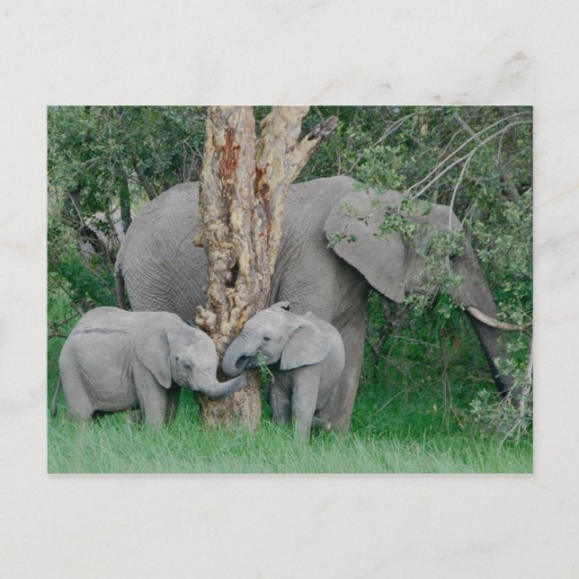 Kindred Spirits (2) Vykort (Framsida)