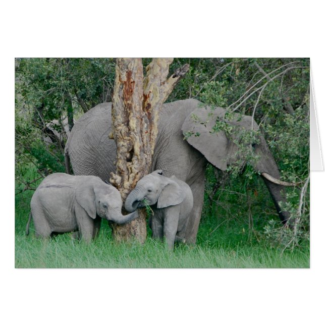 Kindred Spirits Hälsningskort (Framsidan Horizontal)