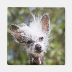 KINES (HÅRLÖS) KRÖNAD HUND, MAGNET