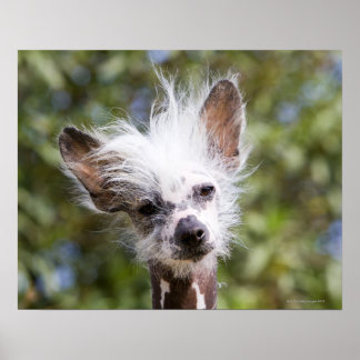 KINESCRESTED HUND (HAIRLESS) POSTER