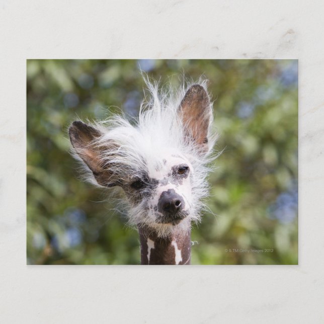 KINESCRESTED HUND (HAIRLESS) VYKORT (Framsida)