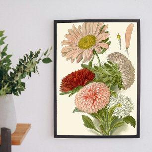 Kinesisk aster – utsökt vintage blomsterbotanik poster
