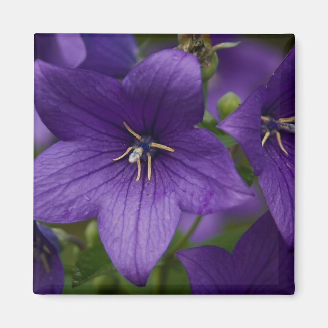 kinesisk Bellblomma Magnet (Framsidan)
