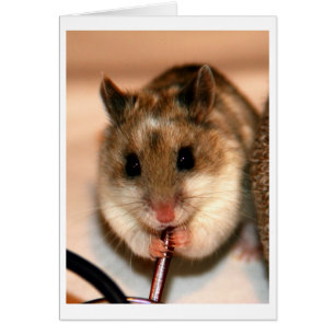 Kinesisk Dwaf Hamster Hälsningskort