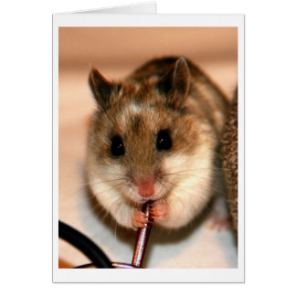 Kinesisk Dwaf Hamster Hälsningskort