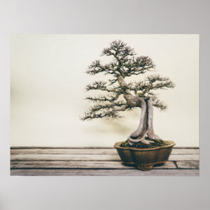 Kinesisk Elm Bonsai Träd i Winter Poster