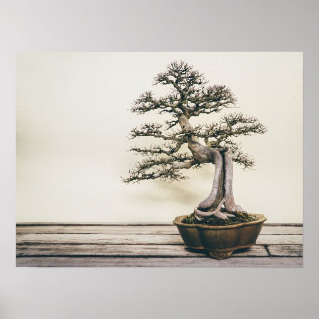 Kinesisk Elm Bonsai Träd i Winter Poster (Framsidan)