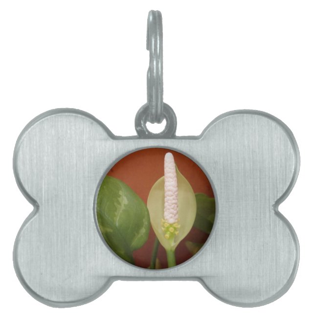Kinesisk Evergreen Flower Namnbricka Husdjur (Framsidan)