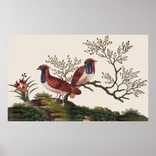 Kinesisk Golden Pheasants Elegant Romantic Pair Po Poster