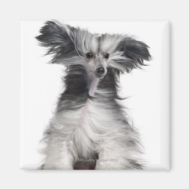 Kinesisk Hund (15 månader gammal) i vinden Magnet (Framsidan)