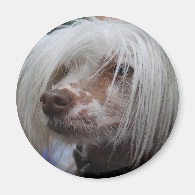Kinesisk Hund i brottmål Magnet (Framsidan)