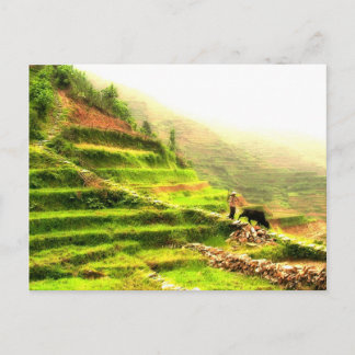 Kinesisk jordbrukare vykort