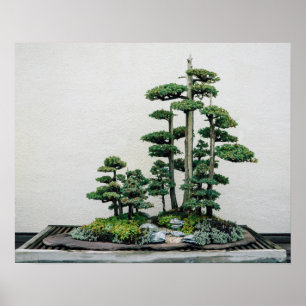 Kinesisk Juniper Bonsai Forest Poster