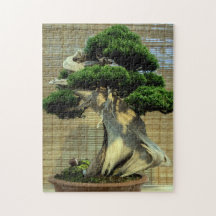 Kinesisk Juniper Bonsai Träd Photo