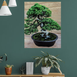Kinesisk Juniper Bonsai Träd Poster