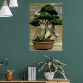 Kinesisk Juniper Bonsai Träd Poster
