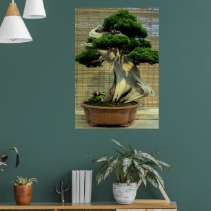 Kinesisk Juniper Bonsai Träd Poster