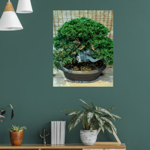 Kinesisk Juniper Bonsai Träd Poster