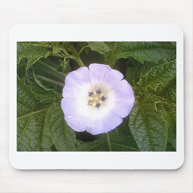 Kinesisk Lantern Musmatta (Framsidan)