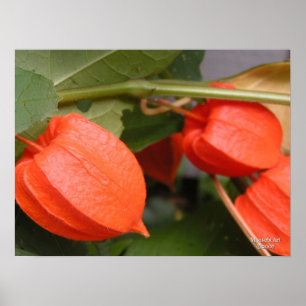 Kinesisk Lantern-Poster Poster