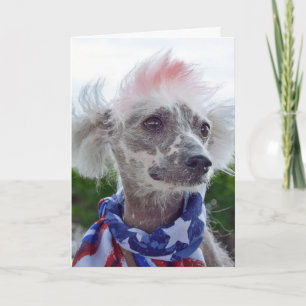 Kinesisk nakenhund i flaggduk kort