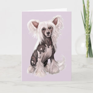 Kinesisk obestritt, hairless Sit Kort