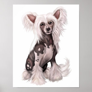 Kinesisk obestritt, hairless Sit Poster