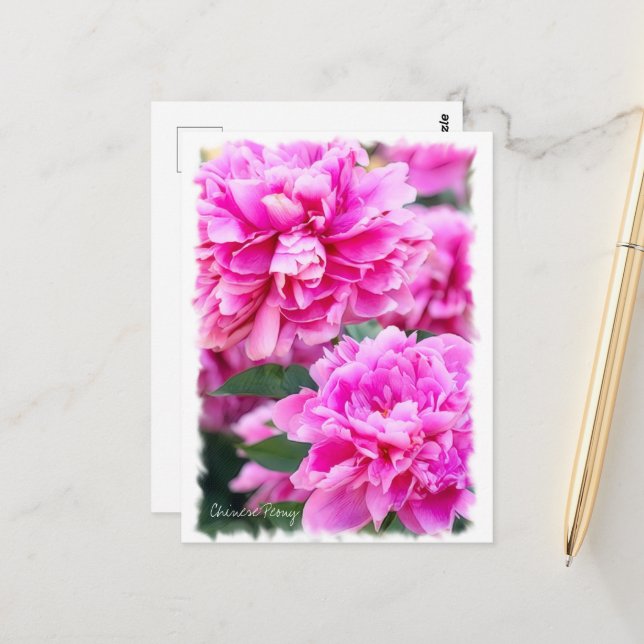 Kinesisk peony [vykort] ポ ス ト カ ー vykort (Fram/Back In Situ)