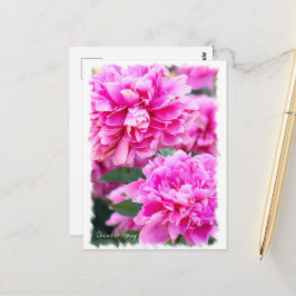 Kinesisk peony [vykort] ポ ス ト カ ー vykort