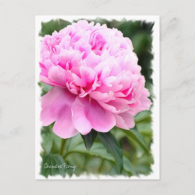 Kinesisk peony [vykort] ポ ス ト カ ー vykort (Framsida)