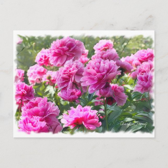 Kinesisk peony [vykort] ポ ス ト カ ー vykort (Framsida)