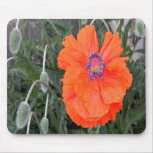 Kinesisk poppy.... musmatta