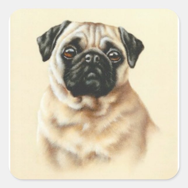 kinesisk Pug Fyrkantigt Klistermärke (Framsida)