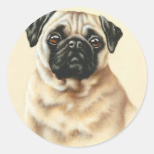 kinesisk Pug Runt Klistermärke