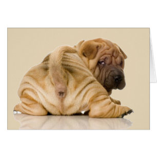 Kinesisk shar-pei Puppy-Hund Hälsningskort