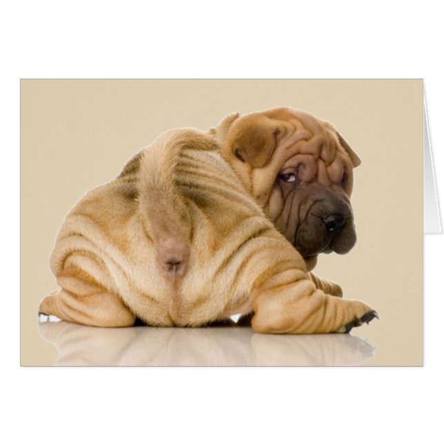 Kinesisk shar-pei Puppy-Hund Hälsningskort (Framsidan Horizontal)