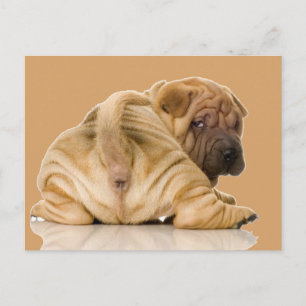 Kinesisk shar-pei Puppy-Hund Vykort