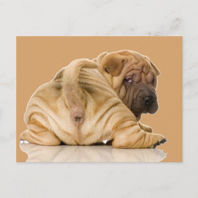 Kinesisk shar-pei Puppy-Hund Vykort (Framsida)