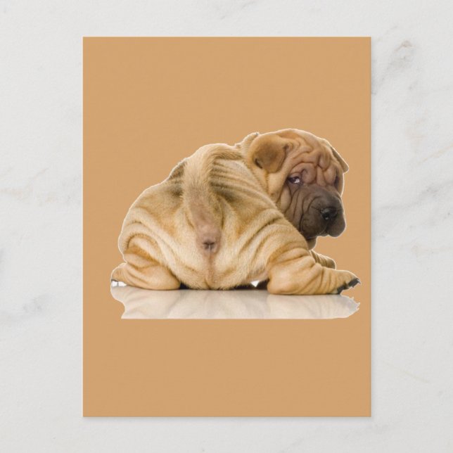 Kinesisk shar-pei Puppy-Hund Vykort (Framsida)