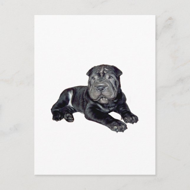 Kinesisk Shar Pei - svart valp Vykort (Framsida)