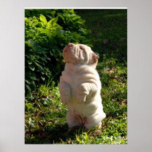 Kinesisk Shar-pei valpaffisch Poster