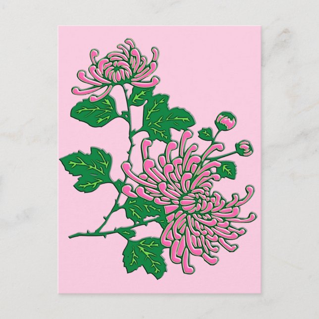 Kinesisk spindelkrysantemi - mjuk rosa vykort (Framsida)