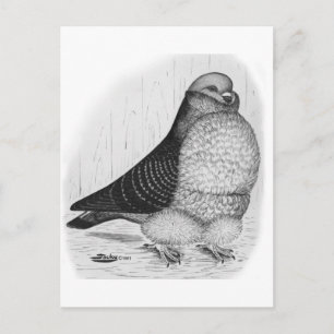 Kinesisk Uggla Pigeon Bläck Teckning Vykort