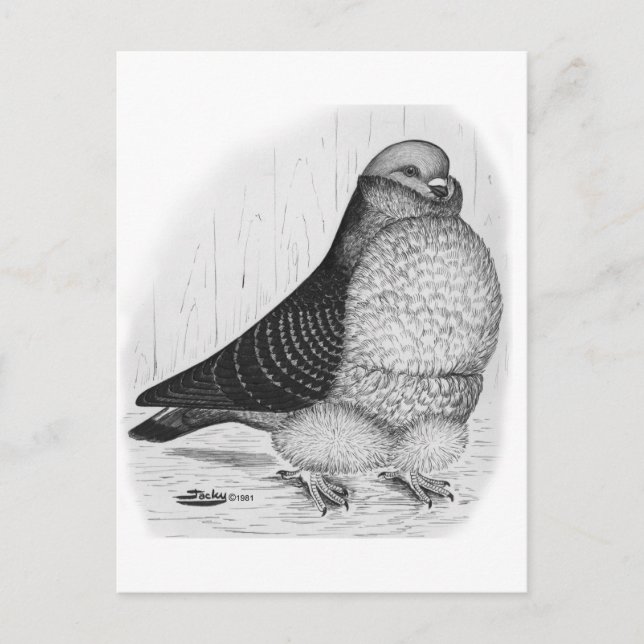 Kinesisk Uggla Pigeon Bläck Teckning Vykort (Framsida)