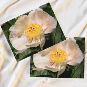 Kinesisk vit peonia vykort