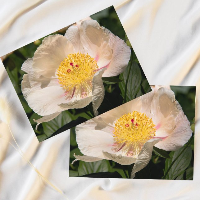 Kinesisk vit peonia vykort (Bring the serene beauty of spring indoors with this exquisite Chinese Peony postcard.)