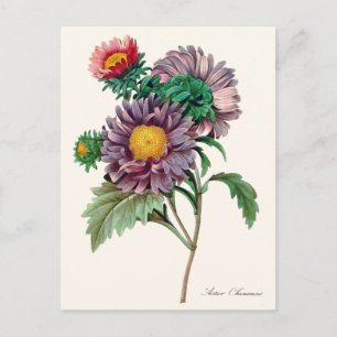 Kinesiska Aster Flowers Vykort