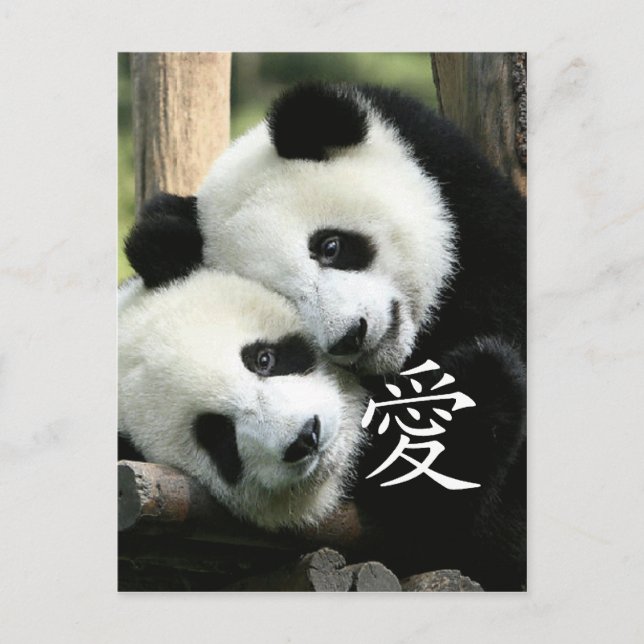 Kinesiska Loving Little Giant Pandas Vykort (Framsida)