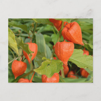 Kinesiska lyktor (Physalis alkekengi) Vykort