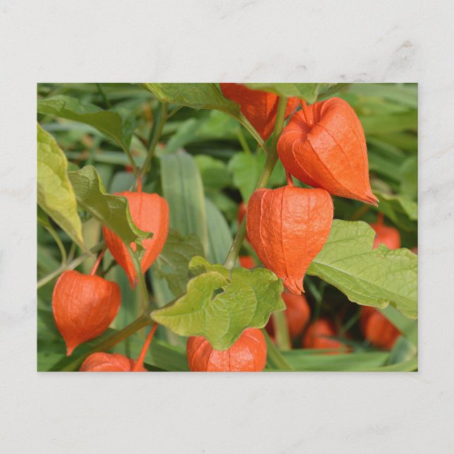 Kinesiska lyktor (Physalis alkekengi) Vykort (Framsida)